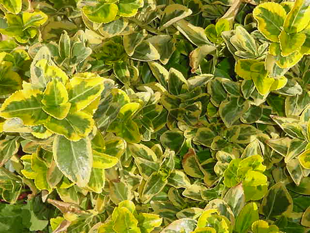 Evergreen Euonymus