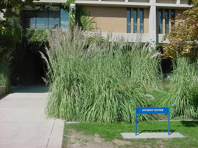 Ravenna - Pampas Grass