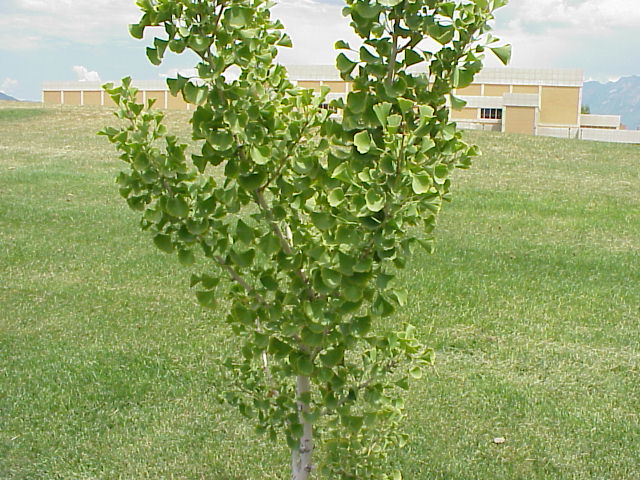 Ginkobiloba Tree