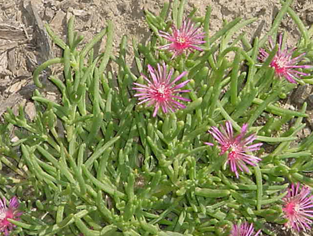 Red Ice Plant